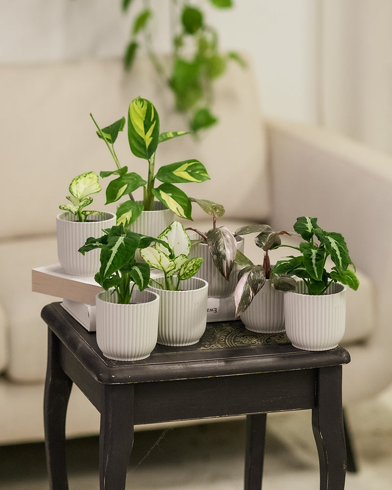 7er Babypflanzen-Set mit farbigen Pflanzen im Wohnzimmer