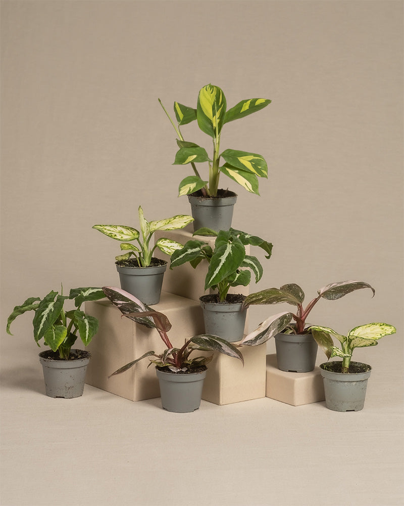 7er Babypflanzen-Set mit farbigen Pflanzen ohne Übertöpfe.