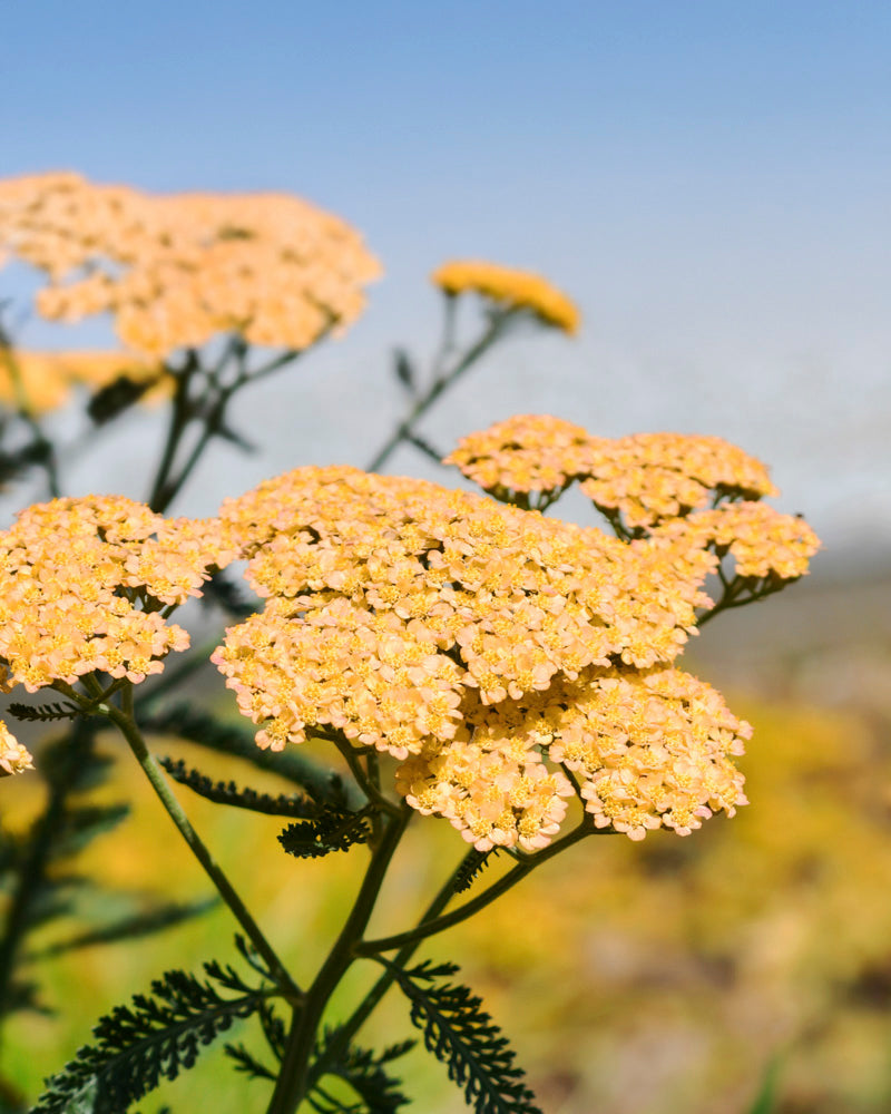 Nahaufnahme von Büscheln orange-brauner Schafgarbenblüten (Achillea millefolium) mit farnartigen grünen Blättern vor einem unscharfen Hintergrund im Freien und einem klaren blauen Himmel.