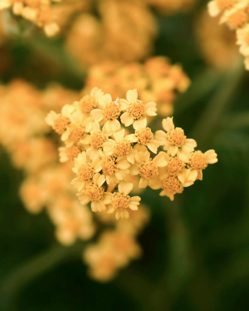 Nahaufnahme einer Gruppe kleiner, zarter orange-brauner Schafgarbenblüten. Der weichgezeichnete Hintergrund hebt die feinen Details der Blütenblätter und Blütenscheiben hervor. Das Rhizomwachstum sorgt für üppige Blütenstände.
