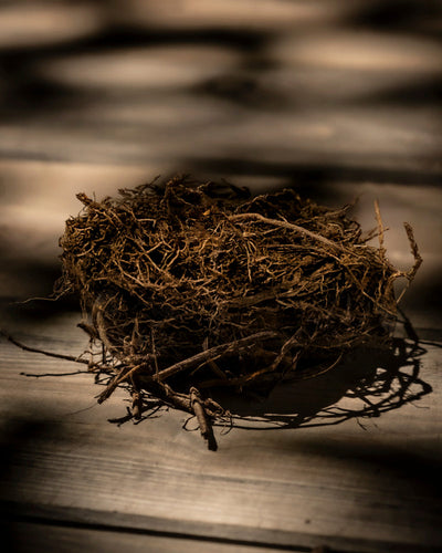 Eine Nahaufnahme eines leeren Vogelnests aus Zweigen, getrocknetem Gras und einem Zweig Schafgarbe (orange-braun), das auf einer Holzoberfläche mit gesprenkeltem Sonnenlicht und Schatten liegt.