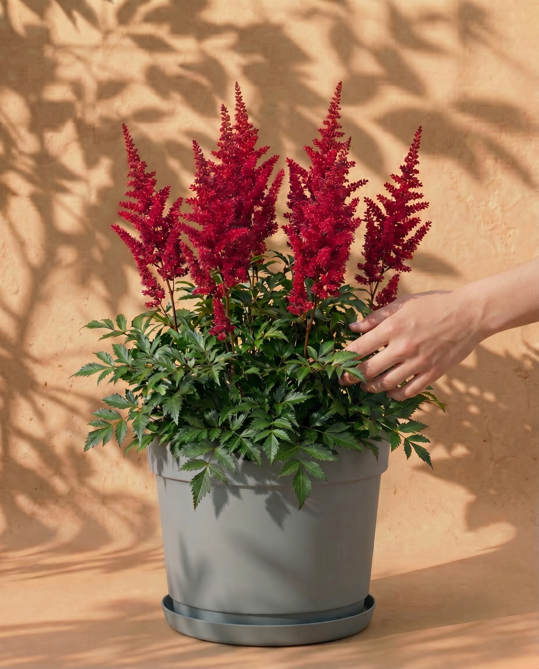 Pinke Astilbe im grauen Bloom-Übertopf mit dekorativem Band und Untersetzer