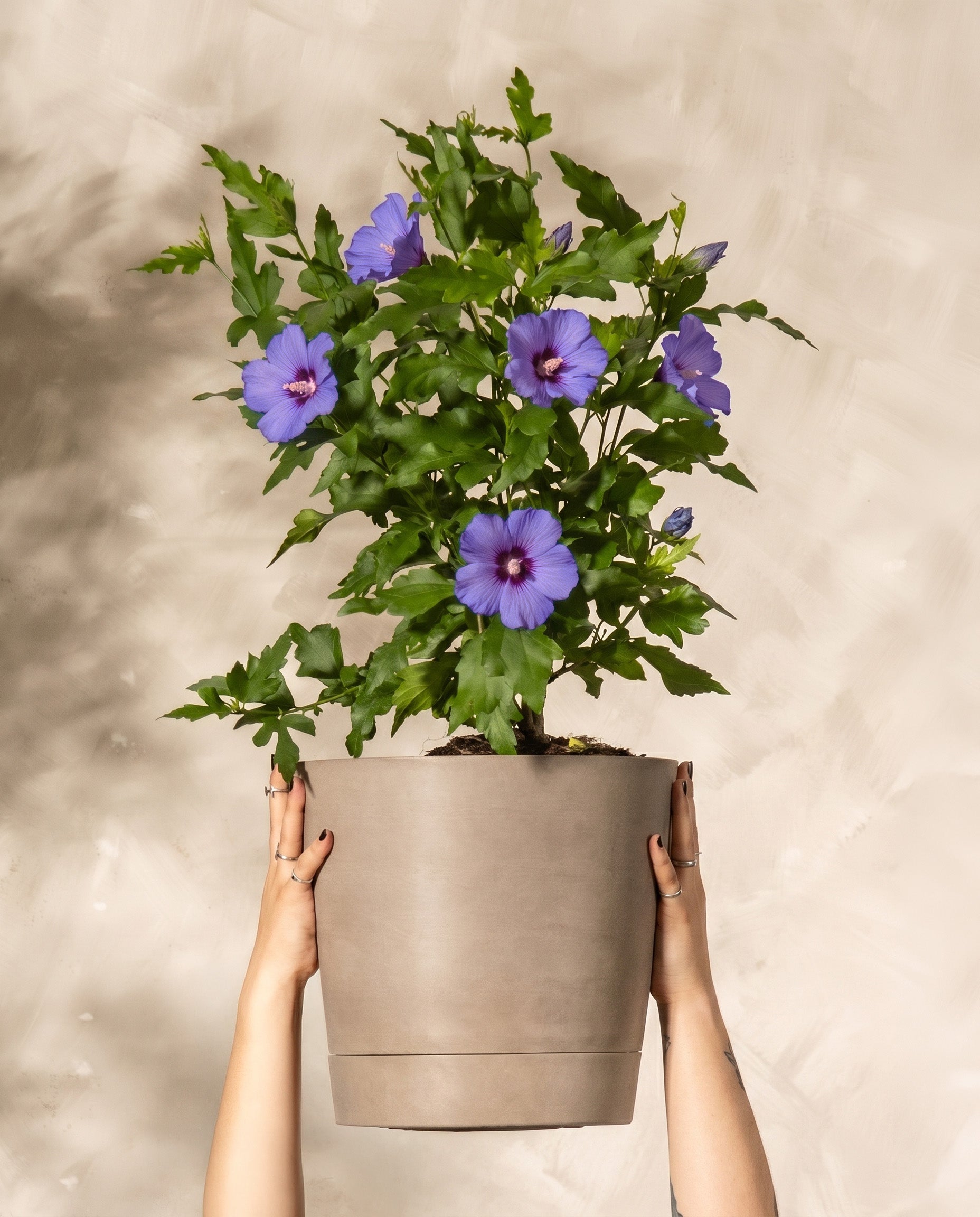 Zwei tätowierte Hände halten einen getöpferten Blauen Hibiskus hoch und zeigen seine Wurzeln und die Erde. Die Pflanze hat grüne Blätter, eine lila Blüte und ist sowohl bienenfreundlich als auch winterhart. Vor einem hellbeigen, strukturierten Hintergrund.