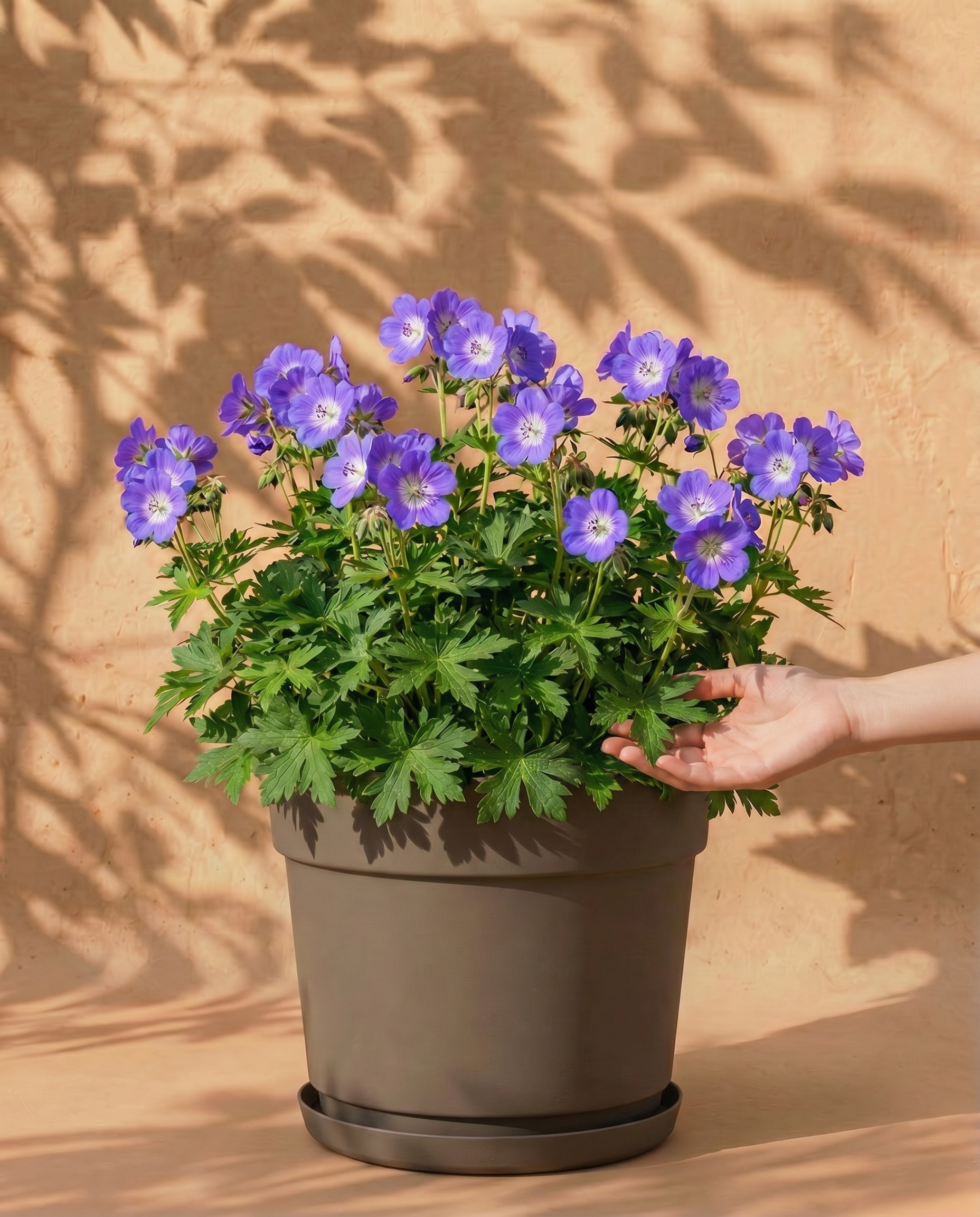 In einem schwarzen Topf steht eine üppig grüne Geranium (blau) mit leuchtend violetten und blauen Blütenbüscheln vor einer beigen Wand mit Blattschatten - ein stilvoller Akzent für jeden Raum.