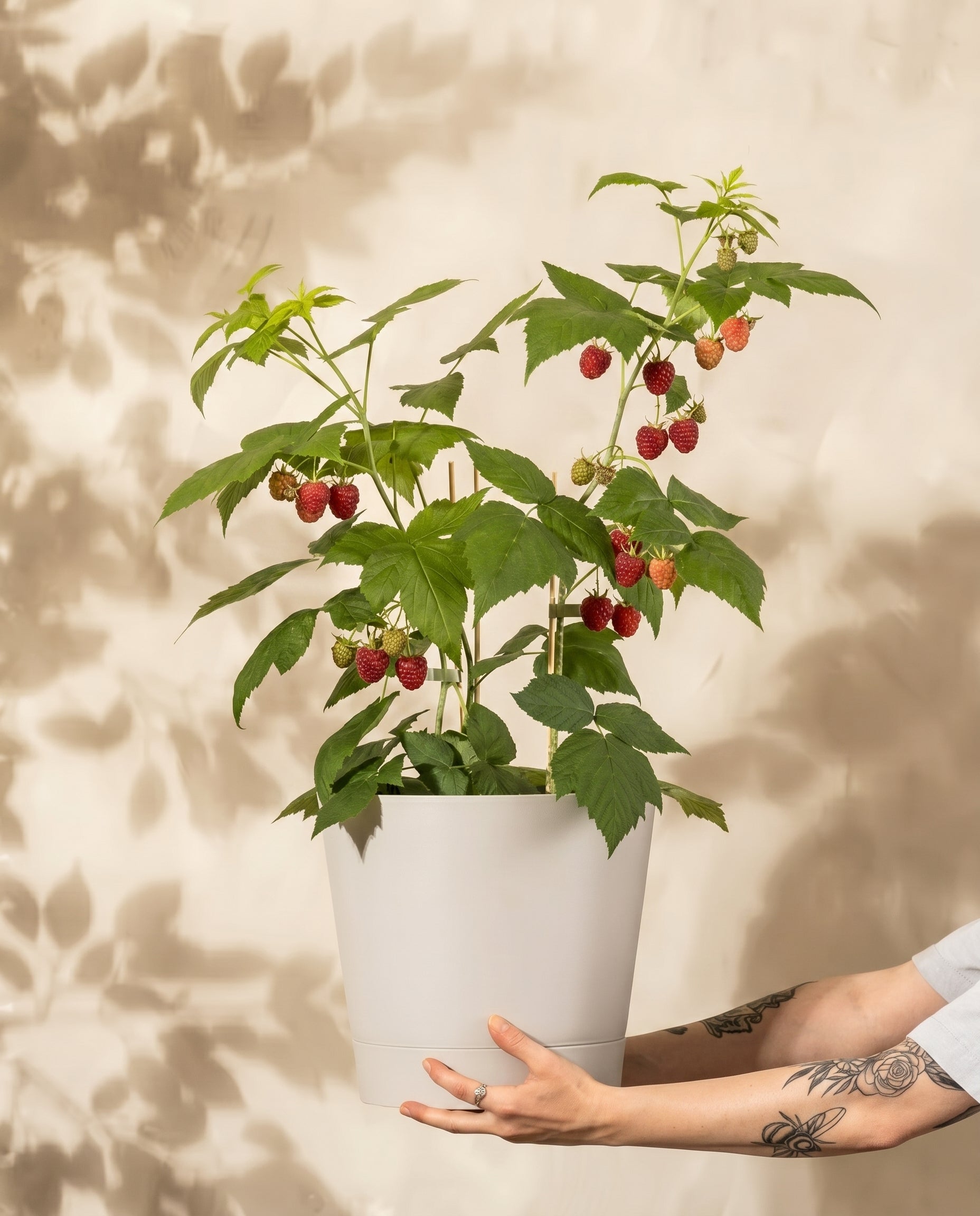 Ein tätowierter Arm hält einen weißen Topf mit der grünen Pflanze Himbeere Trio vor einem beigen Hintergrund, der den Charme der Selbstversorgung unterstreicht.
