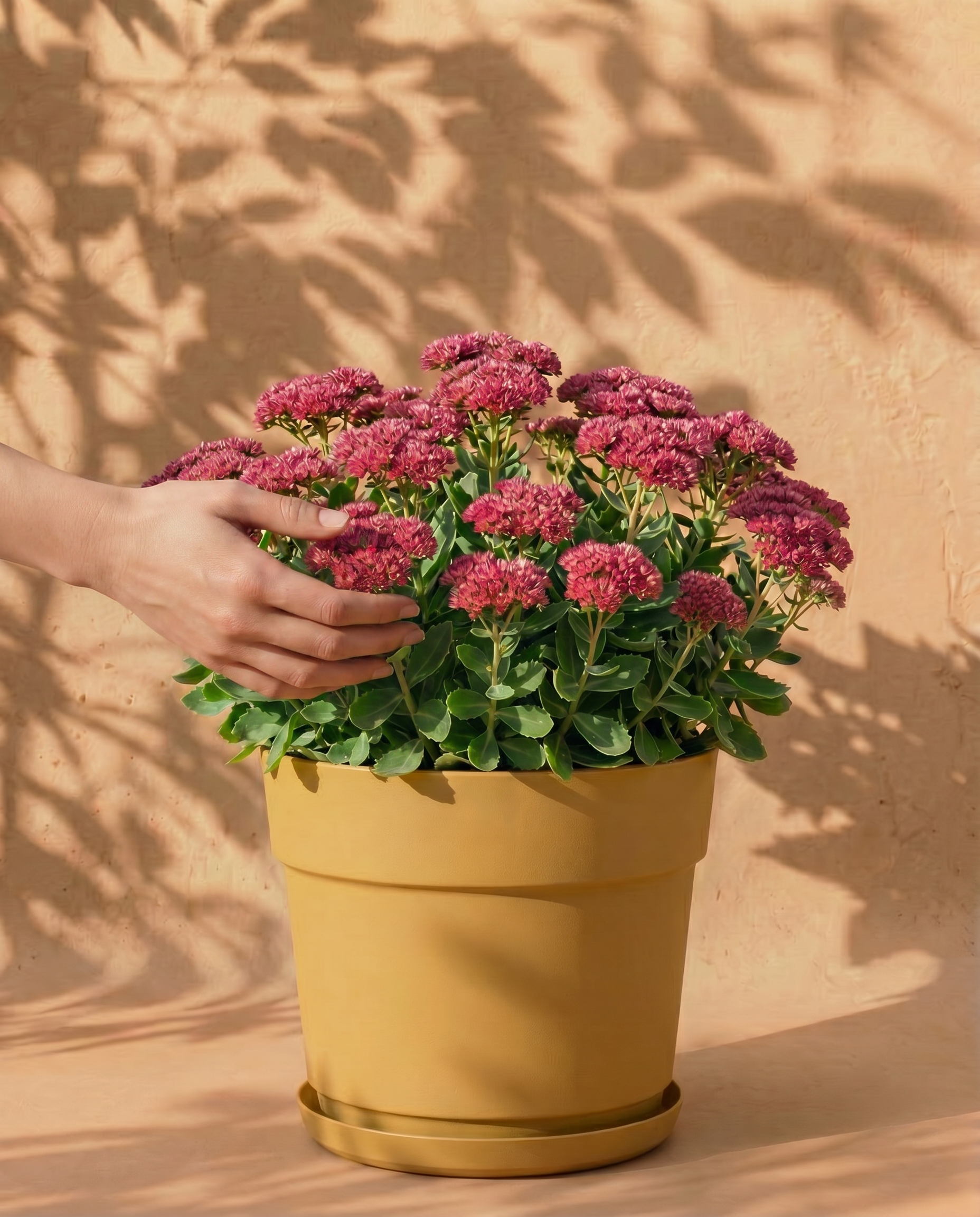 In einem grünen Blumentopf steht ein üppiges Sedum (Rosa), eine pflegeleichte Blütenstaude mit kleinen, tiefrosa Blüten und grünen Blättern. Der Topf steht auf einer passenden Untertasse vor einer beigen Wand, die im Sonnenlicht mit Blattschatten überzogen ist.