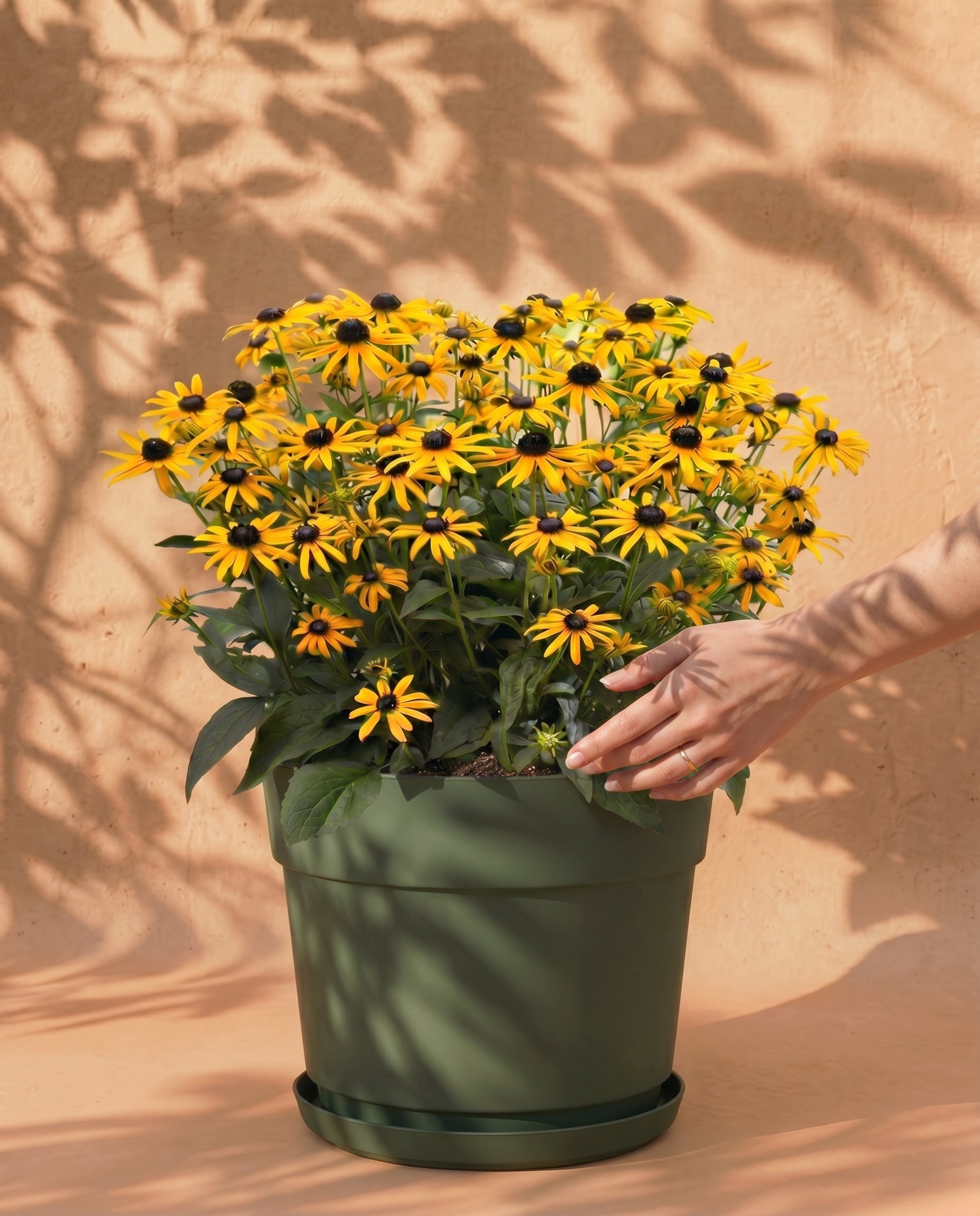 Ein grüner Topf mit Blüten des Gelben Sonnenhuts (Wurzelstock) - hellgelbe Blüten mit dunkler Mitte - hebt sich von einer hellbraunen Wand ab, während weiche Blattschatten der Szene einen künstlerischen, natürlichen Touch verleihen.