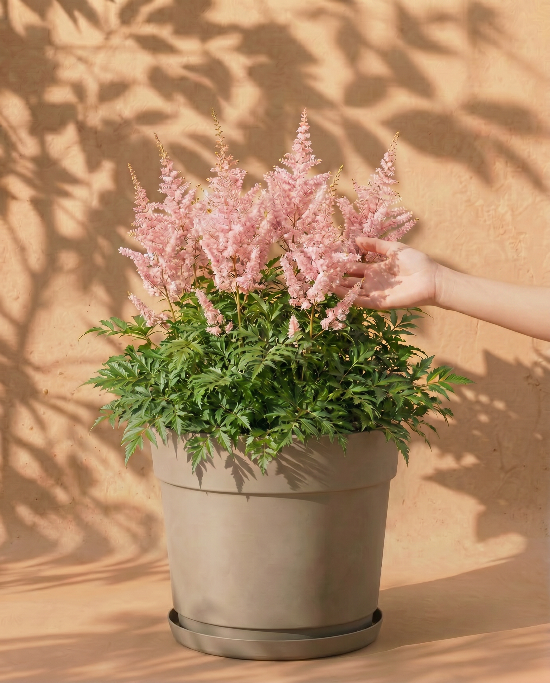 Eine getopfte Astilbe (Rosa) mit federleichten zartrosa Blüten und üppigen grünen Blättern ruht auf einem Terrakotta-Untersetzer vor einer strukturierten beigen Wand mit sanften Blattschatten.