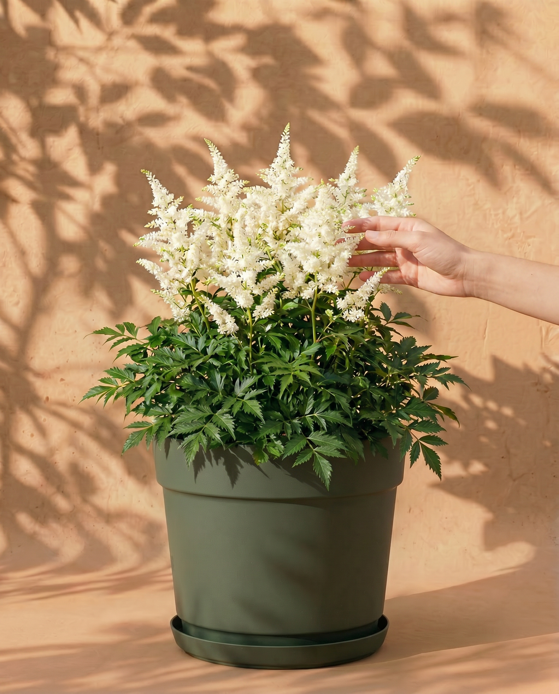 Weisse Astilbe im grauen Bloom-Übertopf mit dekorativem Band und Untersetzer