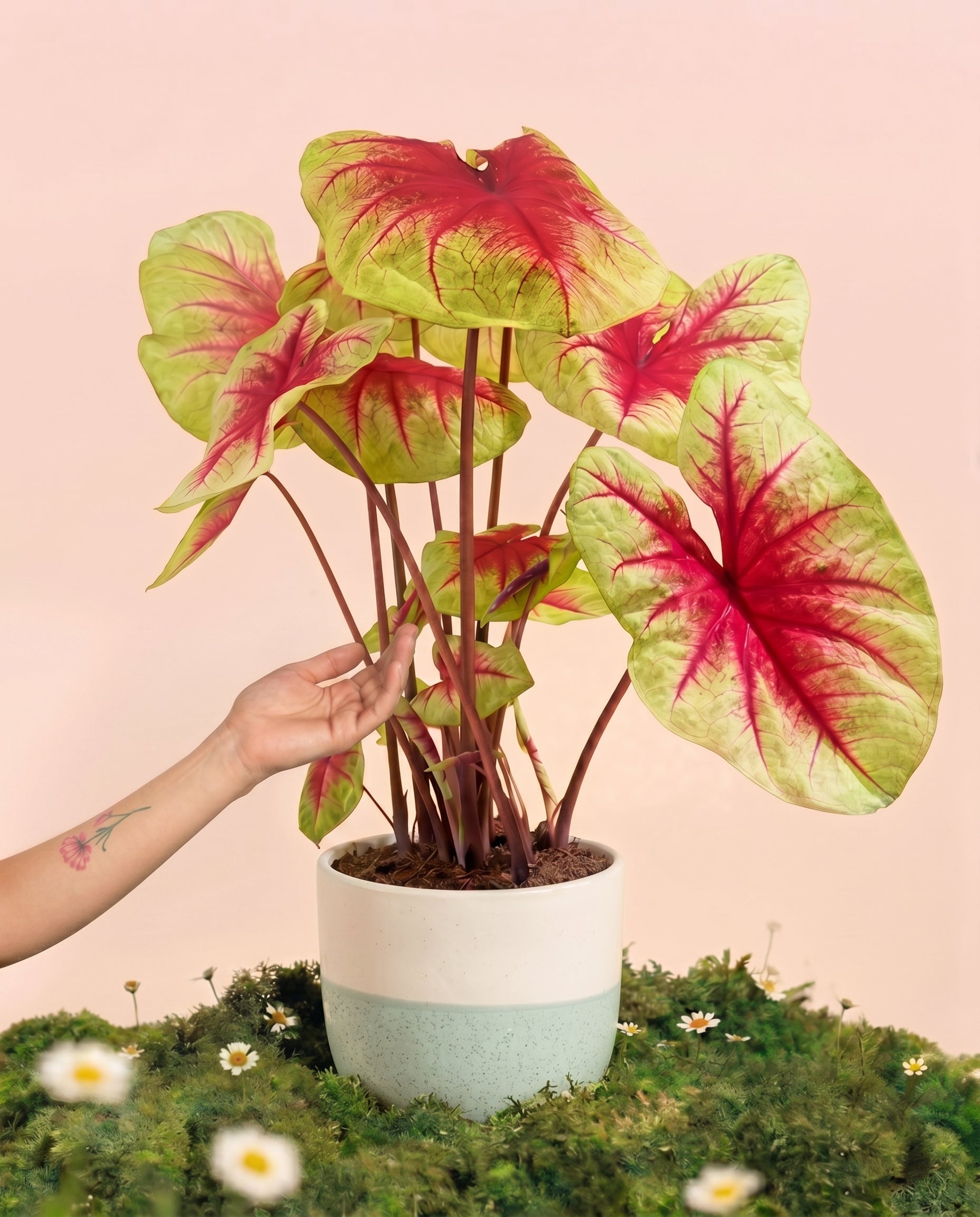 Caladium 'Lemon Blush'