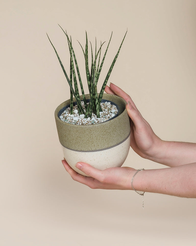 Zwei Hände halten sanft eine Sansevieria 'Mikado' - mit dünnen aufrechten grünen Blättern in einem runden zweifarbigen Topf mit weißen Steinen vor einem beigen Hintergrund.