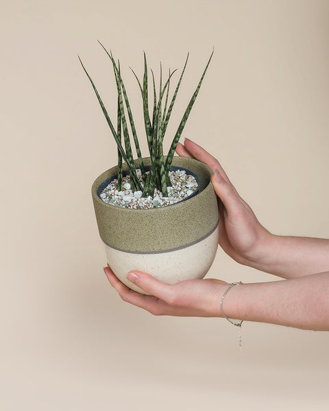 Zwei Hände halten sanft eine Sansevieria 'Mikado' - mit dünnen aufrechten grünen Blättern in einem runden zweifarbigen Topf mit weißen Steinen vor einem beigen Hintergrund.
