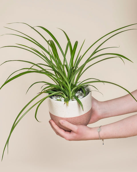 Eine Hand mit Silberarmband hält eine Grüne Grünlilie mit langen, bogenförmigen grünen Blättern in einem beigefarbenen und rosafarbenen Topf vor einem schlichten Hintergrund - perfekt für tierfreundliche Wohnungen.