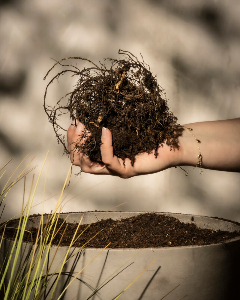 Eine Person hält Wurzeln und Erde einer Schafgarbe (orange-braun) über einen Topf, bereit zum Einpflanzen. Sonnenlicht wirft Schatten in den Hintergrund, links sind grüne, grasähnliche Blätter und Rhizomstrukturen sichtbar.