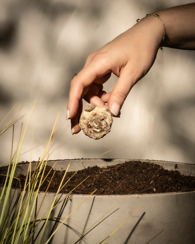 Eine Hand legt vorsichtig ein Rhizom der Calla (Veilchen) in einen mit Erde gefüllten Topf. Sonnenlicht erzeugt weiche Schatten. Links sind grasähnliche Blätter zu sehen, die an eine Gartenszene mit Calla-Lilie oder Zantedeschia erinnern.