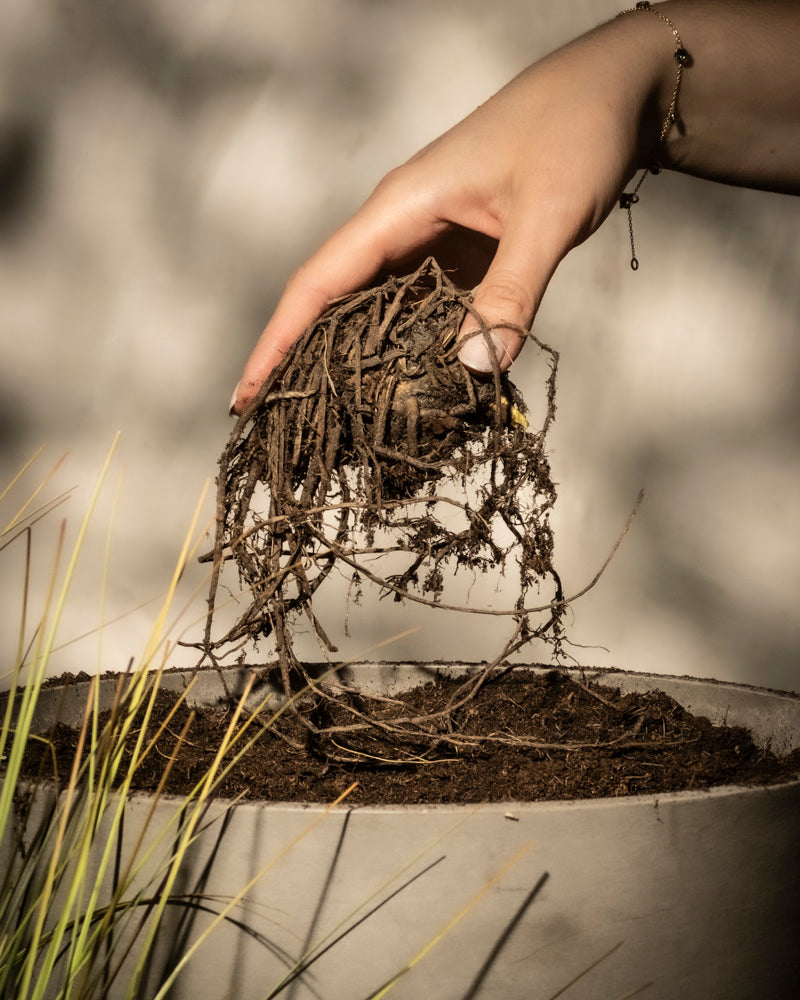 Eine Hand hält vorsichtig ein Rhizom über einem mit Erde gefüllten Topf. Sonnenlicht erzeugt Muster im Hintergrund, während grasähnliche Pflanzen einen üppigen Vordergrund bilden. Vielleicht ist dies der Beginn einer wunderschönen Iris (violett), die bereit ist zu gedeihen.