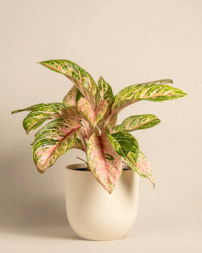 Eine üppige Aglaonema Cocomelon-Pflanze, die sich durch ihre großen, länglichen Blätter auszeichnet, die mit einer Mischung aus Grün- und Rosatönen geschmückt sind, wird elegant in einem cremefarbenen Topf vor einem schlichten beigen Hintergrund präsentiert. Diese pflegeleichte Tropenpflanze bringt einen lebendigen Farbtupfer in jede Umgebung.