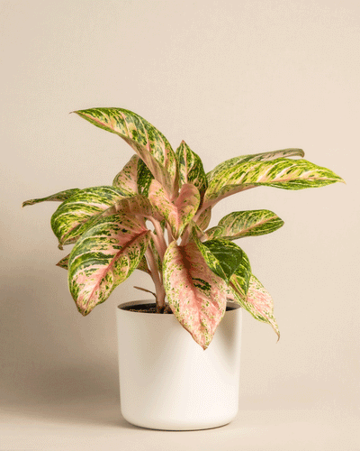 Eine Aglaonema Cocomelon mit großen, breiten Blättern, die eine Mischung aus Grün- und Rosatönen aufweisen, steht vor einem schlichten beigen Hintergrund. Die Pflanze steht in einem einfachen weißen Topf und ihre leuchtenden Farben heben sich vom gedämpften Hintergrund ab, was sie zu einer auffälligen und dennoch pflegeleichten Ergänzung für Ihren Raum macht.
