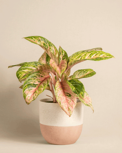 Eine Aglaonema Cocomelon mit auffälligen grün und rosa bunten breiten Blättern in einem minimalistischen weiß-beigen Keramiktopf steht anmutig vor einem neutralen beigen Hintergrund. Diese pflegeleichte tropische Pflanze verleiht jedem Raum eine elegante Note.