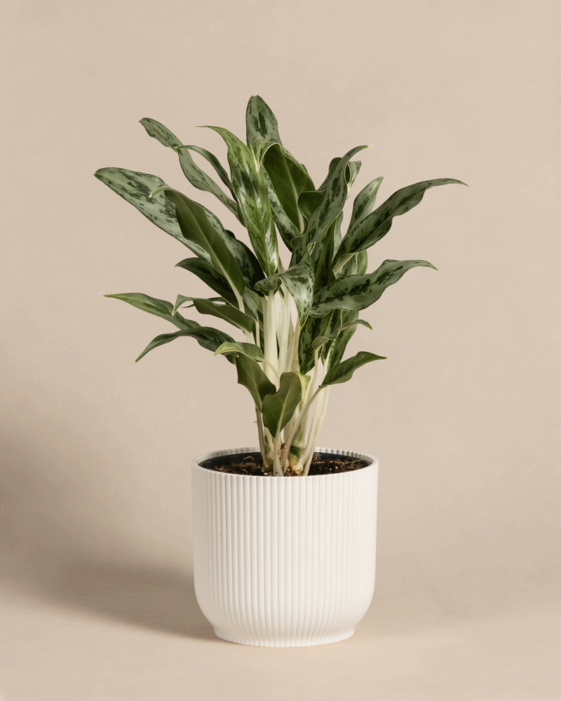 Aglaonema Greyhound in Vibes Kunststoff Topf