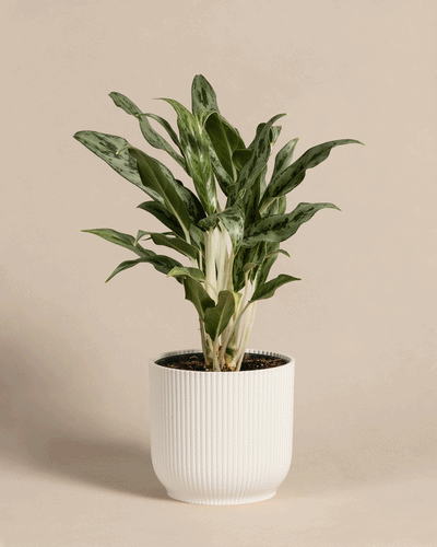Aglaonema Greyhound in Vibes Kunststoff Topf