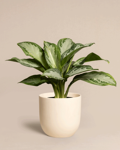Eine blühende grüne Aglaonema Silver Bay besticht durch spektakulär breite Blätter mit auffälliger hell- und dunkelgrüner Panaschierung, untergebracht in einem eleganten cremefarbenen Keramiktopf. Das lebendige Laub der Pflanze hebt sich von einem glatten, neutralen beigen Hintergrund ab.