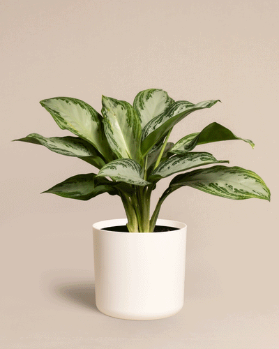 Die Aglaonema Silver Bay, eine grüne Zimmerpflanze mit breiten, spektakulären Blättern mit hell- und dunkelgrünen Mustern, steht in einem einfachen, weißen zylindrischen Topf vor einem beigen Hintergrund.