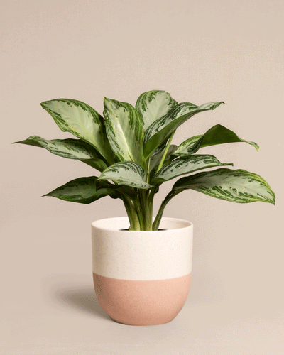 Eine Aglaonema Silver Bay mit spektakulären Blättern mit hell- und dunkelgrünen bunten Mustern. Die Pflanze steht in einem runden, zweifarbigen Topf mit einer hellbeigen oberen Hälfte und einer zartrosa unteren Hälfte vor einem schlichten beigen Hintergrund.