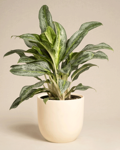 Die Aglaonema Emerald Stone, eine grünblättrige Zimmerpflanze mit buntem Laub, wird in einem einfachen hellbeigen Keramiktopf vor einem schlichten, neutralen Hintergrund präsentiert.
