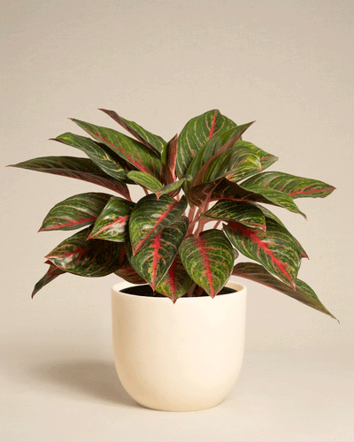 Die Aglaonema Red Emerald, eine grünblättrige Pflanze mit roten Adern, wird in einem einfachen cremefarbenen Keramiktopf vor einem schlichten hellbeigen Hintergrund präsentiert.