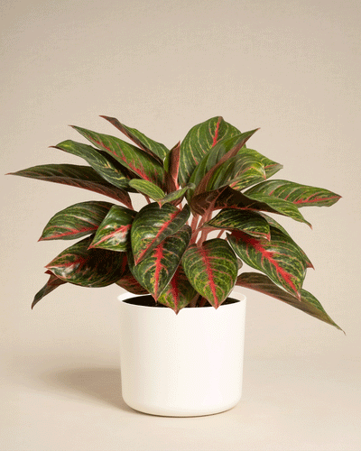 Eine Aglaonema Red Emerald mit auffälligen rot geäderten grünen Blättern steht in einem einfachen weißen Pflanzgefäß vor einem schlichten beigen Hintergrund.