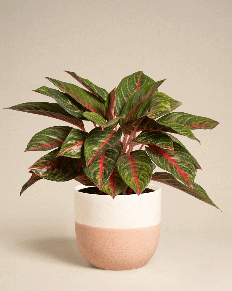 Die Aglaonema Red Emerald mit ihren breiten grünen Blättern und roten Adern wird in einem weißen und hellrosa Keramiktopf vor einem schlichten beigen Hintergrund präsentiert.