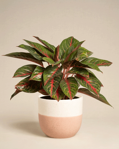 Die Aglaonema Red Emerald mit ihren breiten grünen Blättern und roten Adern wird in einem weißen und hellrosa Keramiktopf vor einem schlichten beigen Hintergrund präsentiert.