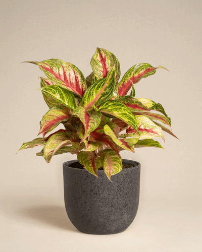 Die Aglaonema Siam Violet zeichnet sich durch leuchtend grün und rosa bunte Blätter aus und wird in einem schlichten dunkelgrauen Topf vor einem schlichten beigen Hintergrund präsentiert.