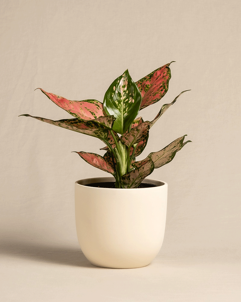 Die Aglaonema Crimson Love zeichnet sich durch leuchtend rosa und grüne Blätter in einem weißen Topf vor einem beigen Hintergrund aus.