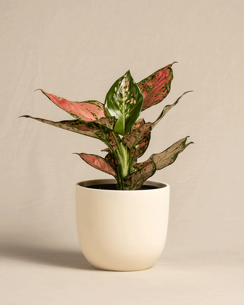Die Aglaonema Crimson Love zeichnet sich durch leuchtend rosa und grüne Blätter in einem weißen Topf vor einem beigen Hintergrund aus.