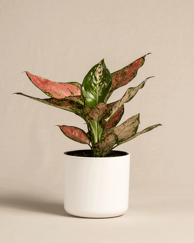 Eine Aglaonema Crimson Love mit großen, spitzen Blättern, die eine Mischung aus Rosa- und Grüntönen aufweisen, steht in einem minimalistischen weißen Topf vor einem neutralen Hintergrund.