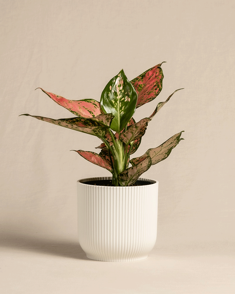 Eine Aglaonema Crimson Love mit bunten rosa und grünen Blättern steht in einem gerippten weißen Topf vor einem schlichten beigen Hintergrund. Die hohen, spitzen Blätter der Pflanze bilden einen auffälligen Kontrast zu ihrem Behälter.