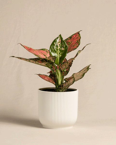 Eine Aglaonema Crimson Love mit bunten rosa und grünen Blättern steht in einem gerippten weißen Topf vor einem schlichten beigen Hintergrund. Die hohen, spitzen Blätter der Pflanze bilden einen auffälligen Kontrast zu ihrem Behälter.