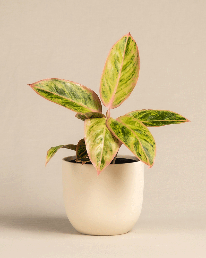 Gif von Aglaonema Salmon Fantasy im feey Keramiktof