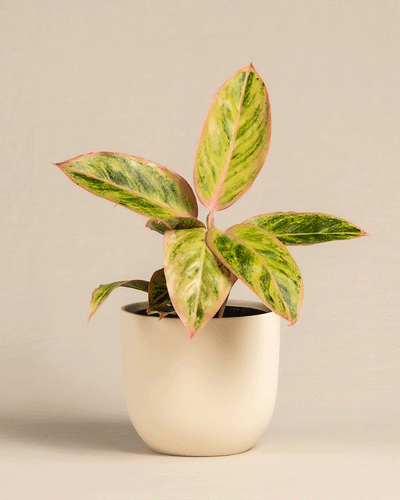 Gif von Aglaonema Salmon Fantasy im feey Keramiktof