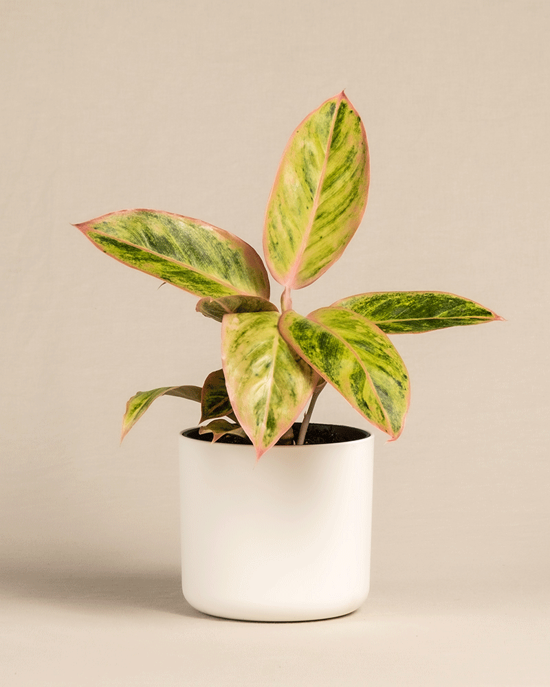Gif von Aglaonema Salmon Fantasy im Soft Topf