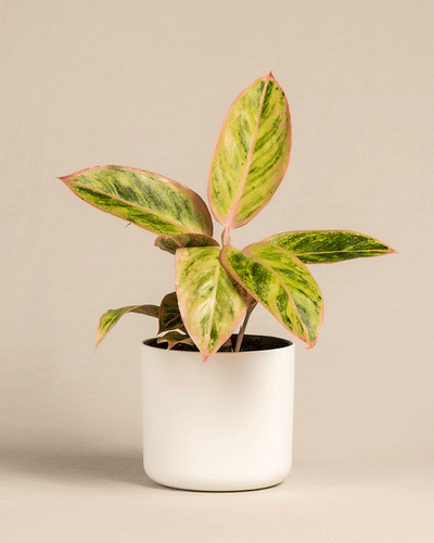 Gif von Aglaonema Salmon Fantasy im Soft Topf