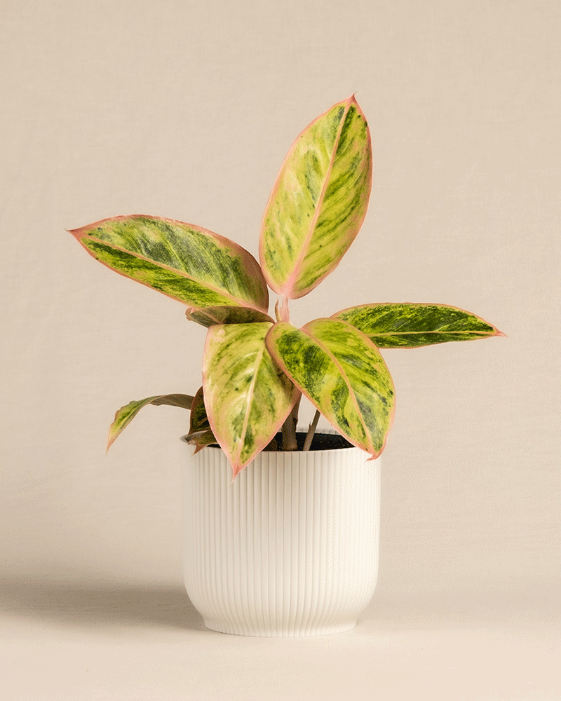 Gif von Aglaonema Salmon Fantasy im Vibes Topf