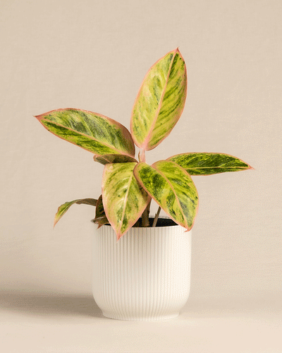 Gif von Aglaonema Salmon Fantasy im Vibes Topf