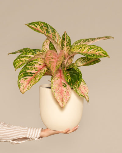 Eine Person in einem gestreiften Hemd hält einen cremefarbenen Topf mit einer Aglaonema-Kokosmelonenpflanze mit leuchtend großen, länglichen Blättern. Die Blätter zeigen eine Mischung aus Grün- und Rosatönen mit bunten Mustern. Der Hintergrund ist ein schlichtes, hellbeiges Farbton.