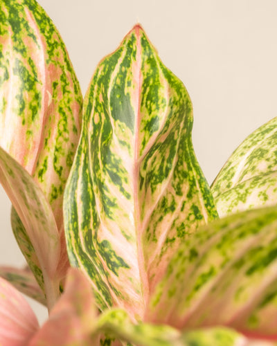 Nahaufnahme der leuchtenden Blätter der Aglaonema Cocomelon, die ein kompliziertes Muster aus Grün- und zarten Rosatönen zeigen. Die länglichen Blätter mit spitzen Enden zeigen vor einem neutralen Hintergrund eine schöne Mischung aus Panaschierungen auf ihrer Oberfläche. Dieses pflegeleichte Juwel ist mühelos zu pflegen.