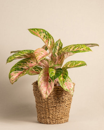 Die Aglaonema Cocomelon, eine pflegeleichte Zimmerpflanze mit auffälligen rosa und grün bunten Blättern, kommt in einem strukturierten geflochtenen Korb wunderschön zur Geltung. Der schlichte beige Hintergrund betont die leuchtenden Farben und komplizierten Blattmuster der Pflanze.