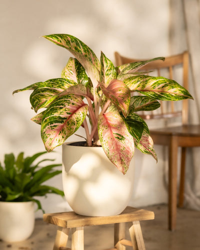 Eine Aglaonema Cocomelon mit leuchtend grünen und rosa bunten Blättern ruht elegant auf einem Holzhocker. Im Hintergrund sorgt eine verschwommene Ansicht einer anderen Pflanze in einem weißen Topf und einem Holzstuhl für eine warme, einladende Raumatmosphäre. Diese pflegeleichte tropische Schönheit verleiht jedem Raum eine bezaubernde Note.