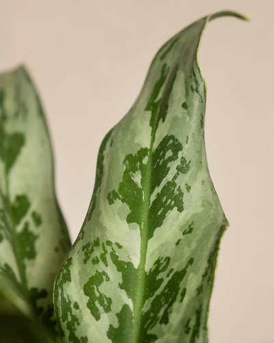 Nahaufnahme eines Blattes einer Aglaonema Greyhound.